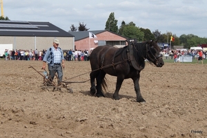 Trekpaarden-1 september-Roeselare-2013