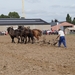 Trekpaarden-1 september-Roeselare-2013