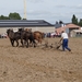 Trekpaarden-1 september-Roeselare-2013