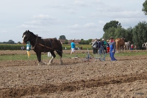 Trekpaarden-1 september-Roeselare-2013