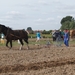 Trekpaarden-1 september-Roeselare-2013