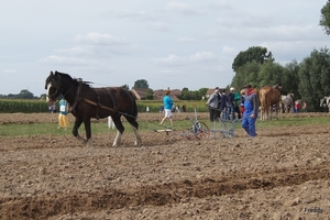 Trekpaarden-1 september-Roeselare-2013