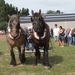 Trekpaarden-1 september-Roeselare-2013