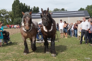 Trekpaarden-1 september-Roeselare-2013