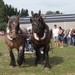 Trekpaarden-1 september-Roeselare-2013