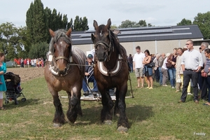 Trekpaarden-1 september-Roeselare-2013