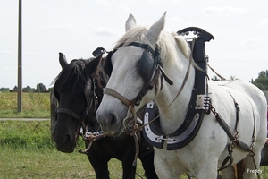 Trekpaarden-1 september-Roeselare-2013