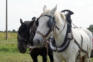 Trekpaarden-1 september-Roeselare-2013