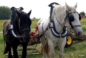 Trekpaarden-1 september-Roeselare-2013