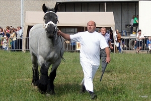 Trekpaarden-1 september-Roeselare-2013