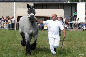 Trekpaarden-1 september-Roeselare-2013