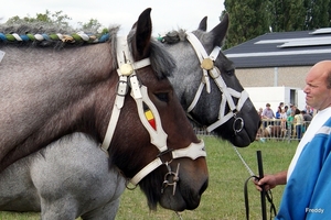 Trekpaarden-1 september-Roeselare-2013