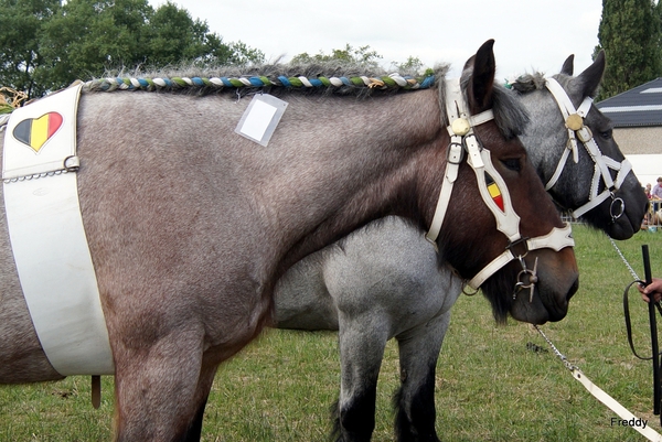 Trekpaarden-1 september-Roeselare-2013