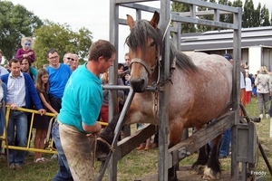 Trekpaarden-1 september-Roeselare-2013