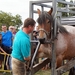 Trekpaarden-1 september-Roeselare-2013