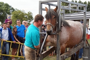 Trekpaarden-1 september-Roeselare-2013