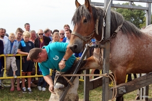 Trekpaarden-1 september-Roeselare-2013