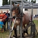 Trekpaarden-1 september-Roeselare-2013