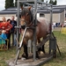 Trekpaarden-1 september-Roeselare-2013