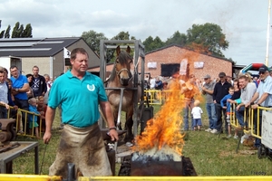 Trekpaarden-1 september-Roeselare-2013