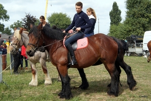 Trekpaarden-1 september-Roeselare-2013