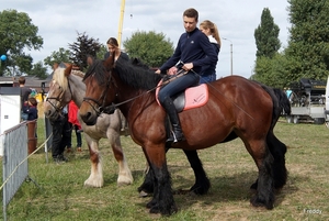 Trekpaarden-1 september-Roeselare-2013