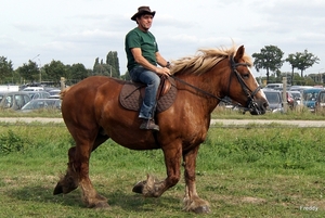 Trekpaarden-1 september-Roeselare-2013