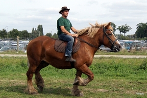 Trekpaarden-1 september-Roeselare-2013