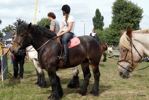 Trekpaarden-1 september-Roeselare-2013