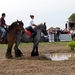 Trekpaarden-1 september-Roeselare-2013