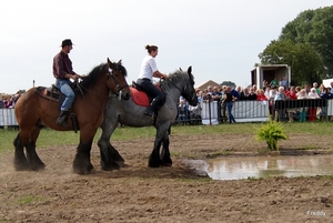 Trekpaarden-1 september-Roeselare-2013