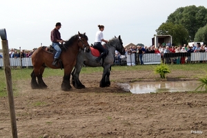 Trekpaarden-1 september-Roeselare-2013