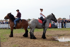 Trekpaarden-1 september-Roeselare-2013