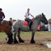 Trekpaarden-1 september-Roeselare-2013