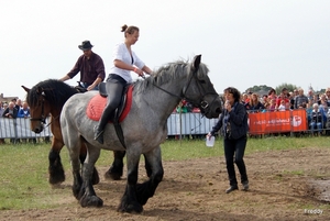 Trekpaarden-1 september-Roeselare-2013