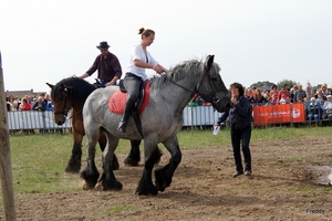 Trekpaarden-1 september-Roeselare-2013