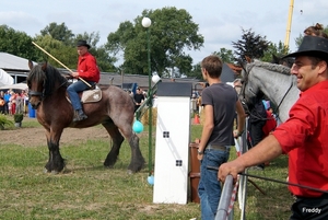 Trekpaarden-1 september-Roeselare-2013