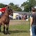 Trekpaarden-1 september-Roeselare-2013