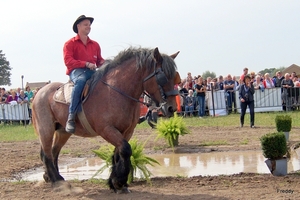 Trekpaarden-1 september-Roeselare-2013