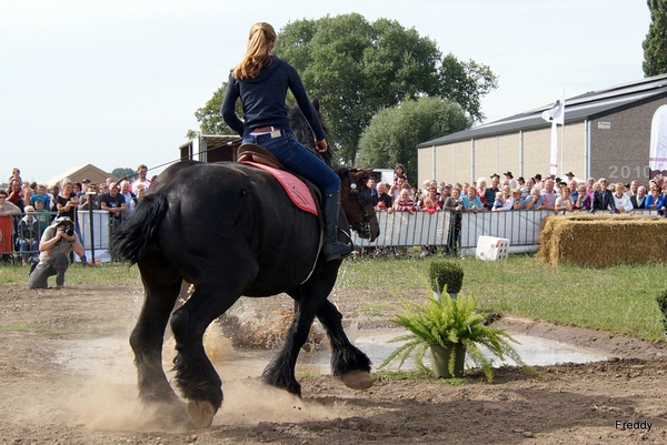 Trekpaarden-1 september-Roeselare-2013