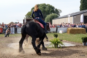 Trekpaarden-1 september-Roeselare-2013