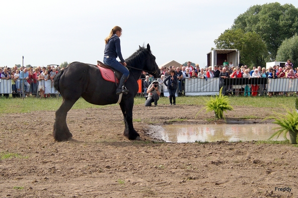 Trekpaarden-1 september-Roeselare-2013