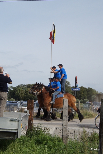 Trekpaarden-1 september-Roeselare-2013