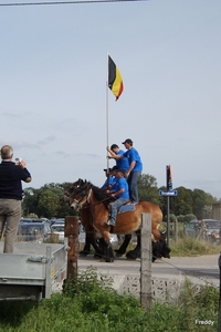 Trekpaarden-1 september-Roeselare-2013