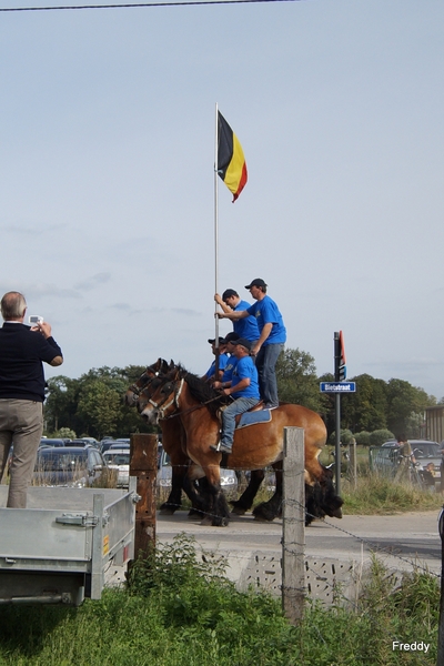 Trekpaarden-1 september-Roeselare-2013