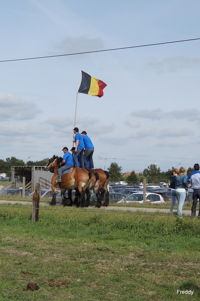 Trekpaarden-1 september-Roeselare-2013