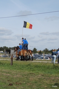 Trekpaarden-1 september-Roeselare-2013