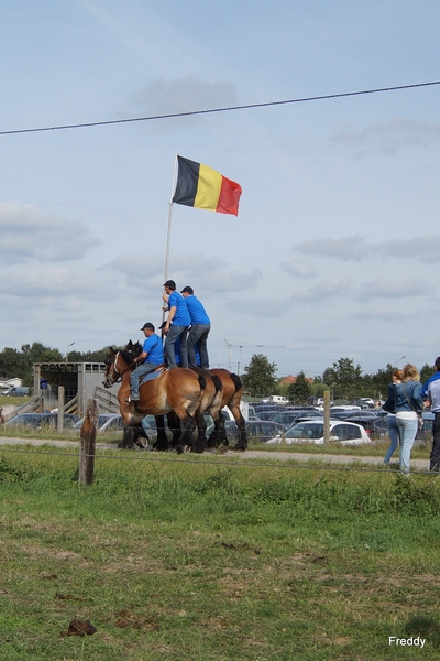 Trekpaarden-1 september-Roeselare-2013