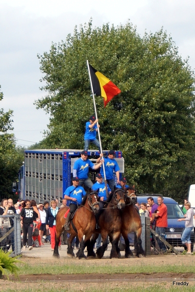 Trekpaarden-1 september-Roeselare-2013