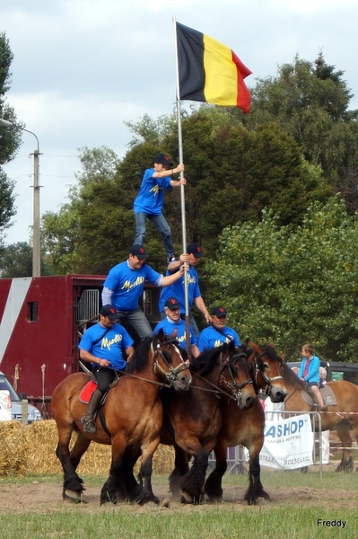 Trekpaarden-1 september-Roeselare-2013